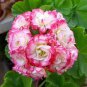 Geranium White Red Ball Type Flower 20 Seeds