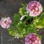 Geranium White Red Ball Type Flower 20 Seeds