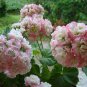 Geranium White Red Ball Type Flower 20 Seeds