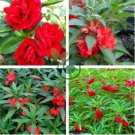 Impatiens Balsamina Red Garden Balsam 200 Seeds
