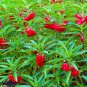 Impatiens Balsamina Red Garden Balsam 200 Seeds