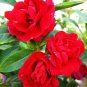 Impatiens Balsamina Red Garden Balsam 200 Seeds