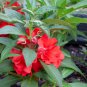 Impatiens Balsamina Red Garden Balsam 200 Seeds