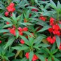 Impatiens Balsamina Red Garden Balsam 200 Seeds