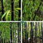 Rare Black Bamboo 60 Seeds