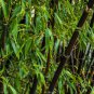 Rare Black Bamboo 60 Seeds