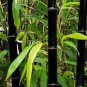 Rare Black Bamboo 60 Seeds