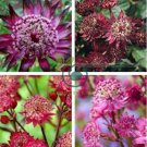 Astrantia Major-hybrida 'Ruby Cloud' Hattie's Pincushion Flower 40 Seeds