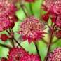 Astrantia Major-hybrida 'Ruby Cloud' Hattie's Pincushion Flower 40 Seeds