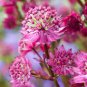 Astrantia Major-hybrida 'Ruby Cloud' Hattie's Pincushion Flower 40 Seeds