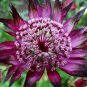 Astrantia Major-hybrida 'Ruby Cloud' Hattie's Pincushion Flower 40 Seeds