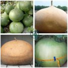 Giant African Basket Gourd Lagenaria Siceraria 20 Seeds