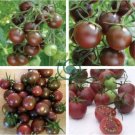 Chocolate Cherry Tomato Plant 200 Seeds