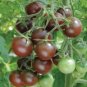 Chocolate Cherry Tomato Plant 200 Seeds