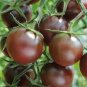 Chocolate Cherry Tomato Plant 200 Seeds