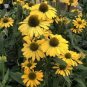 Echinacea Mixed 9 Colors Big Blooms Perennial Flower 400 Seeds