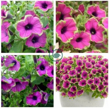 Rare Picasso Petunia Flower 200 Seeds