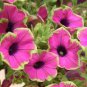 Rare Picasso Petunia Flower 200 Seeds