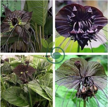 Black Tiger Shall Orchid Flowers Scented Perennial Plants Shade 200 Seeds