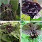 Black Tiger Shall Orchid Flowers Scented Perennial Plants Shade 200 Seeds