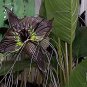 Black Tiger Shall Orchid Flowers Scented Perennial Plants Shade 200 Seeds