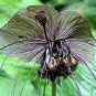 Black Tiger Shall Orchid Flowers Scented Perennial Plants Shade 200 Seeds