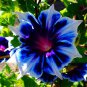 Morning Glory Seeds Blue Glory Fragrant 200 Seeds