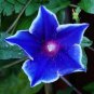 Morning Glory Seeds Blue Glory Fragrant 200 Seeds