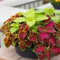Rare Coleus Blumei Rainbow Mix Color 200 Seeds
