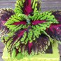 Rare Coleus Blumei Rainbow Mix Color 200 Seeds