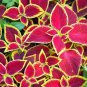 Rare Coleus Blumei Rainbow Mix Color 200 Seeds