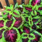 Rare Coleus Blumei Rainbow Mix Color 200 Seeds