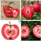 Redlove Apple Fruit Tree  100 Seeds