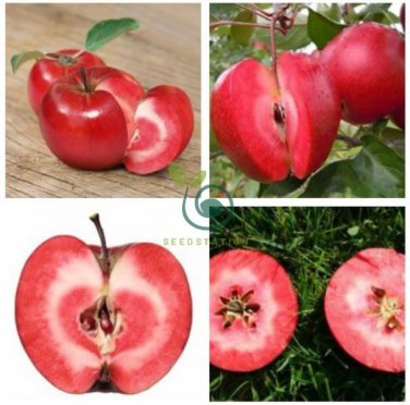 Redlove Apple Fruit Tree  100 Seeds