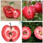 Redlove Apple Fruit Tree  100 Seeds