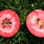 Redlove Apple Fruit Tree  100 Seeds