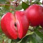 Redlove Apple Fruit Tree  100 Seeds