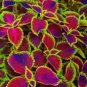 Rare Coleus Blumei Plant 400 Seeds