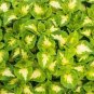 Rare Coleus Blumei Plant 400 Seeds