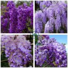 Rare Sky Blue Moon Wisteria Tree 40 Seeds