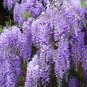 Rare Sky Blue Moon Wisteria Tree 40 Seeds