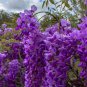 Rare Sky Blue Moon Wisteria Tree 40 Seeds