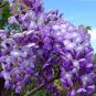 Rare Sky Blue Moon Wisteria Tree 40 Seeds