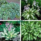 Hot Selling Gimax Hosta Flower 300 Seeds
