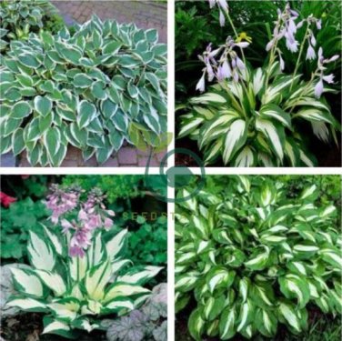 Hot Selling Gimax Hosta Flower 300 Seeds
