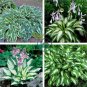 Hot Selling Gimax Hosta Flower 300 Seeds