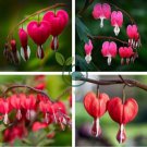 Dicentra Spectabilis Bonsai 200 Seeds