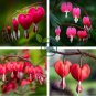 Dicentra Spectabilis Bonsai 200 Seeds
