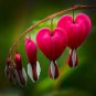Dicentra Spectabilis Bonsai 200 Seeds
