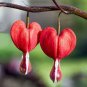 Dicentra Spectabilis Bonsai 200 Seeds